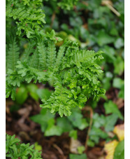 Dryopteris affinis 'Cristata'