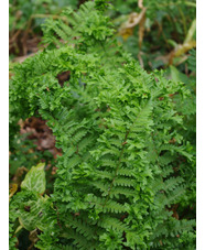 Dryopteris affinis 'Cristata'