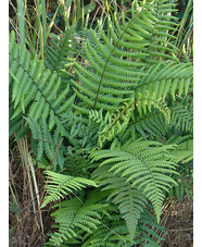 Dryopteris affinis