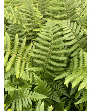 Dryopteris affinis