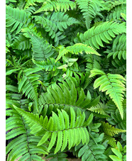 Dryopteris atrata