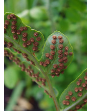 Dryopteris sieboldii