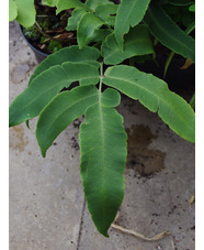 Dryopteris sieboldii