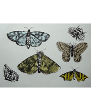 Drypoint Etching and Chine Colle'