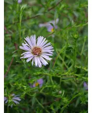 Symphyotrichum puniceum
