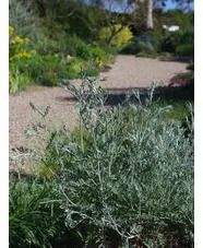 Centaurea 'Silver Feather'