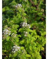 Origanum vulgare 'White Charm'