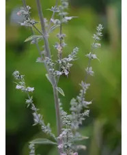 Salvia apiana