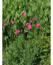 Papaver dubium subsp. lecoqii 'Albiflorum'