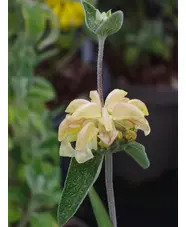 Phlomis 'Le Chat'