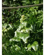 Lunaria annua 'Alba Variegata'