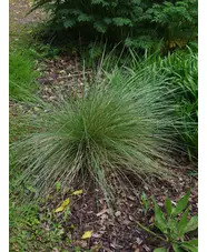 Festuca mairei