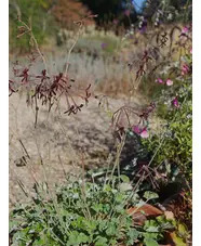 Pelargonium sidoides Black Form
