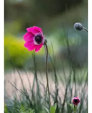 Anemone pavonina