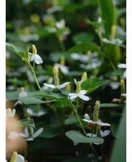 Houttuynia cordata