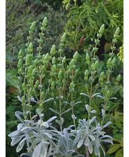 Sideritis cypria