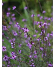 Verbena officinalis var. grandiflora 'Bampton'