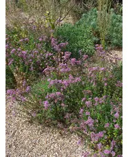 Origanum laevigatum 'Herrenhausen'