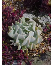 Echeveria runyonii 'Topsy Turvy'