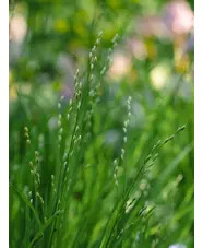 Melica uniflora f. albida