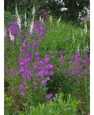 Hesperis matronalis