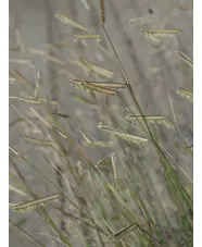 Bouteloua gracilis