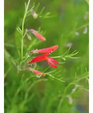 Penstemon pinifolius