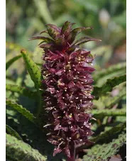 Eucomis vandermerwei 'Octopus'