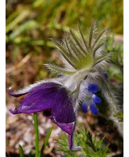 Pulsatilla vulgaris