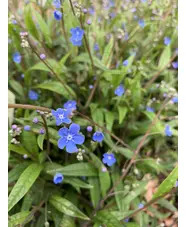 Omphalodes nitida