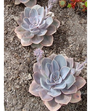 Echeveria 'Duchess of Nuremberg'