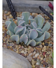 Echeveria runyonii 'Topsy Turvy'