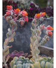 Echeveria runyonii 'Topsy Turvy'