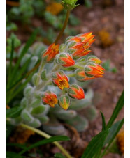 Echeveria setosa