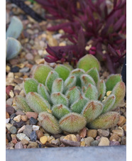 Echeveria setosa