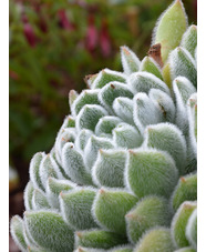 Echeveria setosa