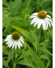 Echinacea purpurea 'Alba'