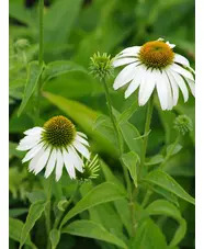 Wildlife Garden Border