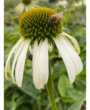 Echinacea purpurea 'Alba'