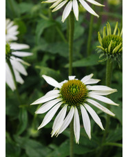 Echinacea purpurea 'Alba'