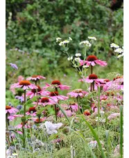 Echinacea purpurea 'Magnus'