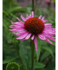 Echinacea purpurea 'Magnus'
