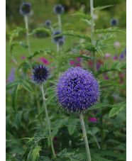 Echinops bannaticus 'Taplow Blue'