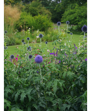 Echinops bannaticus 'Taplow Blue'