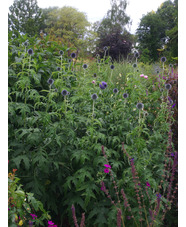 Echinops bannaticus 'Taplow Blue'