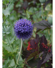 Echinops bannaticus 'Taplow Blue'