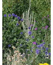 Echinops ritro