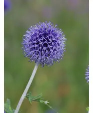 Echinops ritro