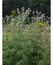 Echinops sphaerocephalus 'Arctic Glow'