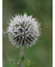 Echinops sphaerocephalus 'Arctic Glow'